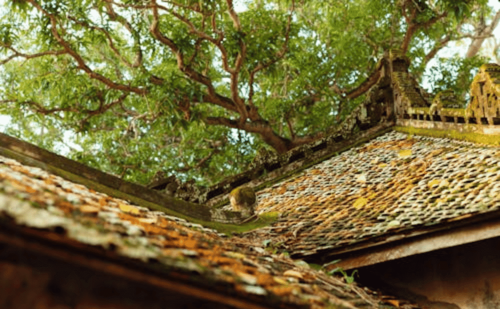 The Hidden Dangers of Tree Damage To Your Roof -Kimberlin Family Roofing